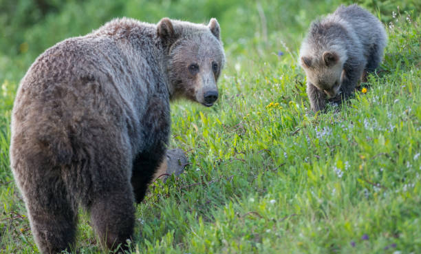 istock Grizzly bear in the wild 1050947742