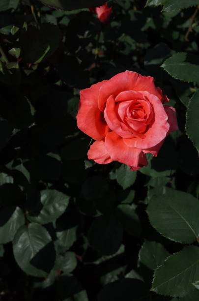 rosa - rosa luz 'interflora' - interflora fotografías e imágenes de stock