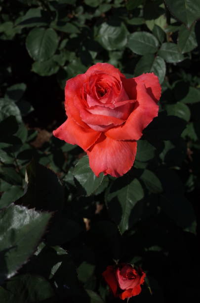 rosa - rosa luz 'interflora' - interflora fotografías e imágenes de stock