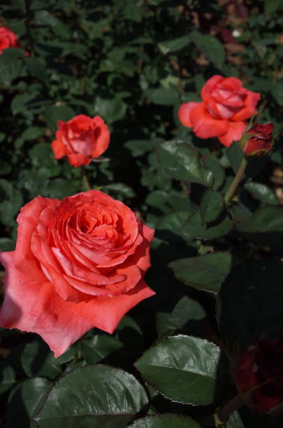 rosa - rosa luz 'interflora' - interflora fotografías e imágenes de stock