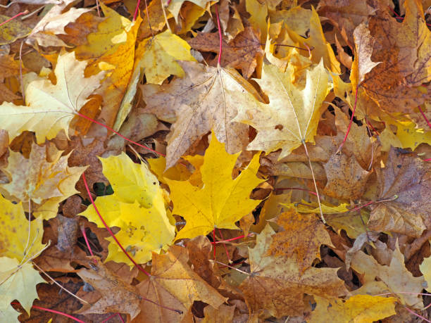 istock Autumn background, fallen maple leaves. Top view 1050950288