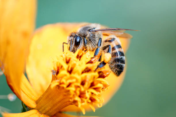 istock Bee collecting pollen from the flower 1050950294