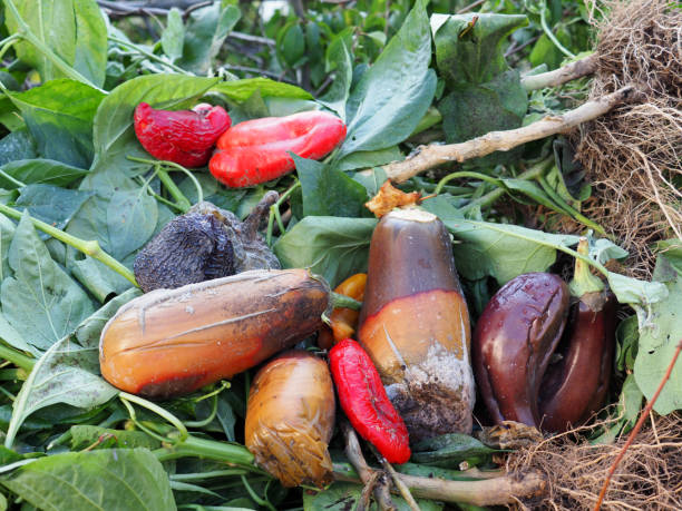 légumes pourris. déchets pour le compost de légumes dans le jardin - rotting food mold fruit photos et images de collection