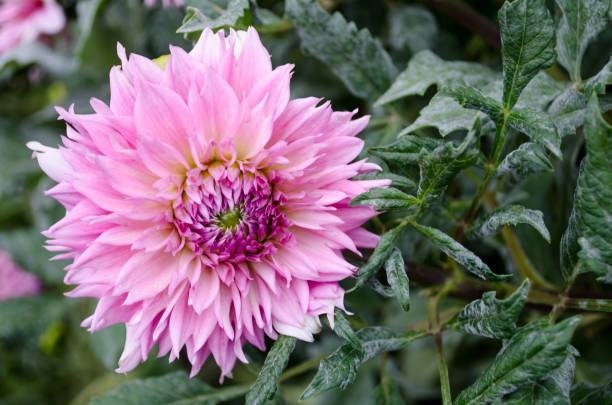 istock Mulltilobe pink gerbera blooming in the fall in a park. 1050950492