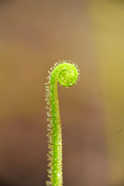 Single Drosera filiformis, with curly top and sicky drops glistening in the morning light. Photo taken in Santa Rosa county, Florida. Nikon D750 with Nikon 105mm macro lens