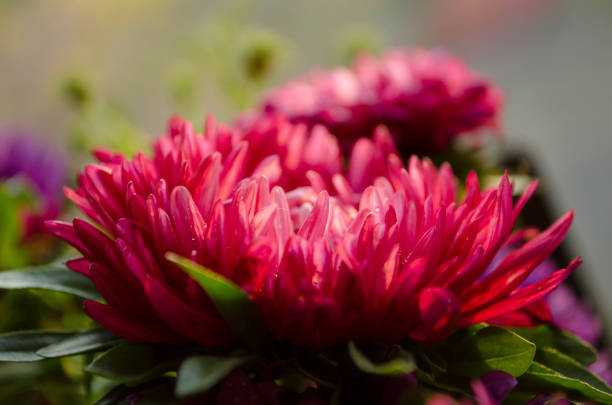 istock Mulltilobe chrysanthemums blooming in the fall in a park. 1050953068
