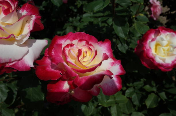 Rose - White and Red 'Double Delight' stock photo