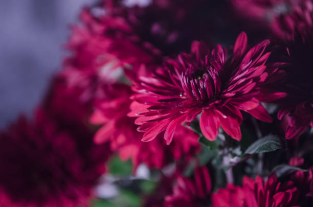 istock Mulltilobe chrysanthemums blooming in the fall in a park. 1050953290