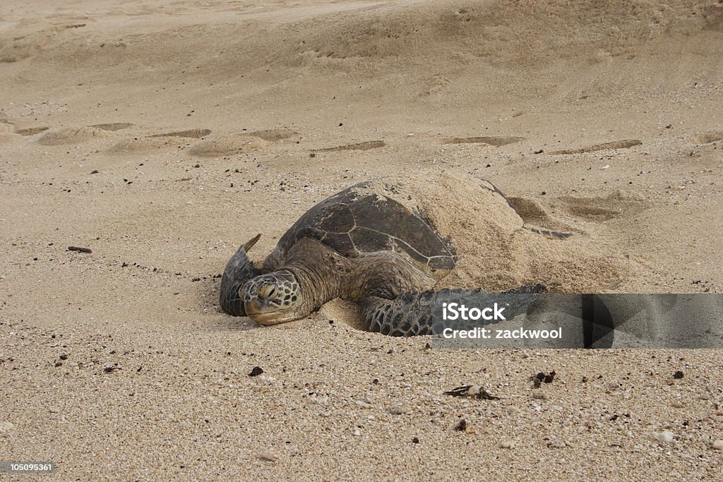 Cansado de tartaruga - Foto de stock de Antigo royalty-free