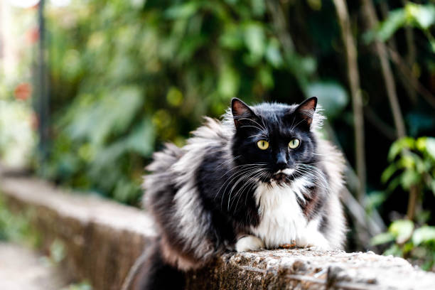 istock Domestic black and white cat resting outdoors 1050955326