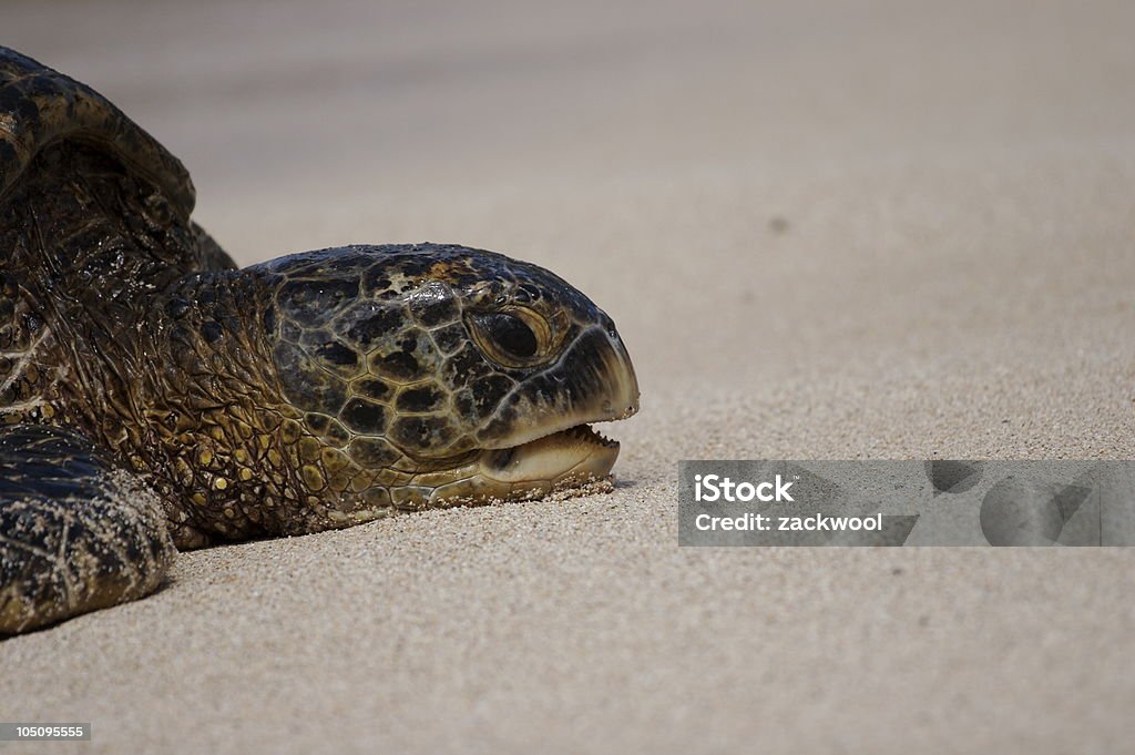 Turtle dentes - Foto de stock de Areia royalty-free