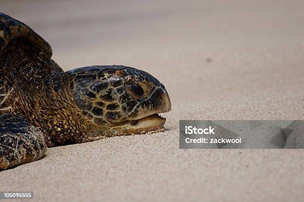 Foto de Turtle Dentes e mais fotos de stock de Areia - Areia, Boca Animal, Cansado