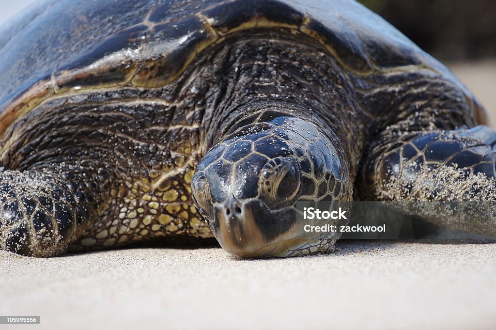 바다 거북이 하와이 - 로열티 프리 거북이 스톡 사진