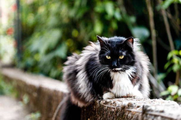 istock Domestic black and white cat resting outdoors 1050955568