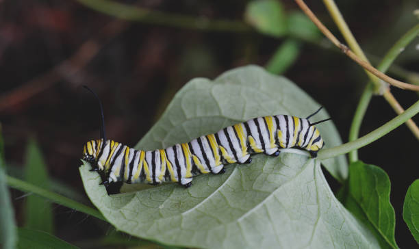 istock Monarch caterpillar outside on a autumn day 1050955782