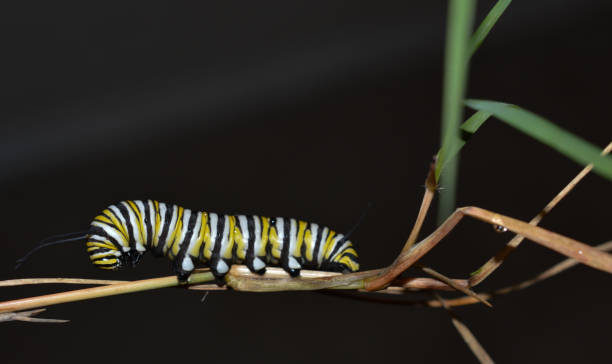 istock Monarch caterpillar outside on a autumn day 1050955848