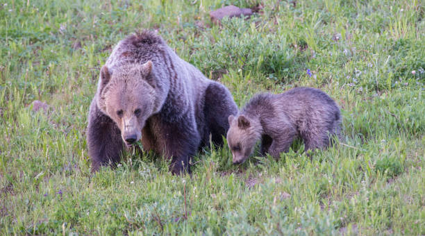 istock Grizzly bear in the wild 1050958668