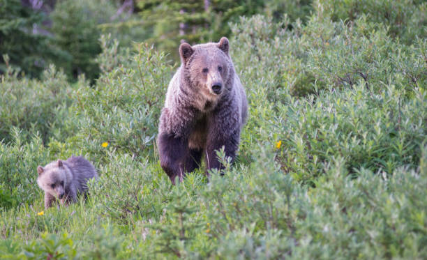 istock Grizzly bear in the wild 1050958710