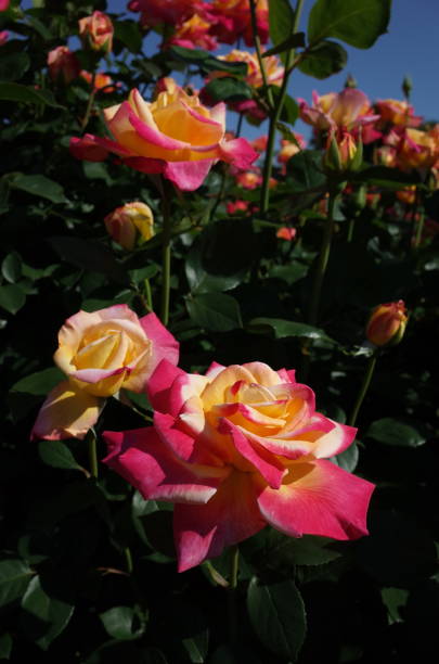 istock Rose - Cream and Pink 'Eiko' 1050958750