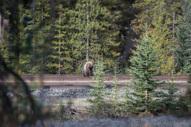 istock Grizzly bear in the wild 1050958752