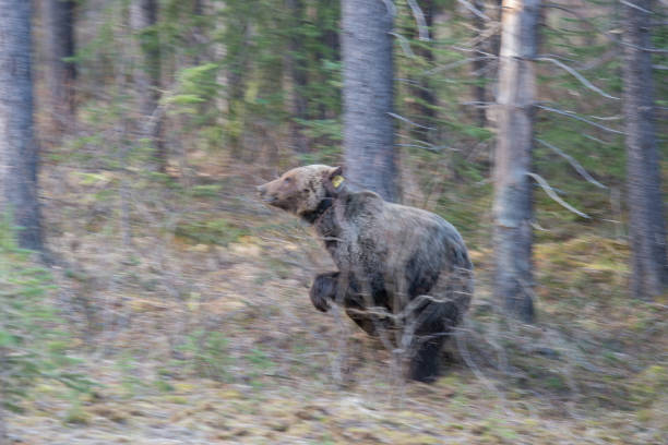 istock Grizzly bear in the wild 1050958788