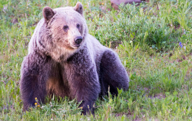 istock Grizzly bear in the wild 1050958844