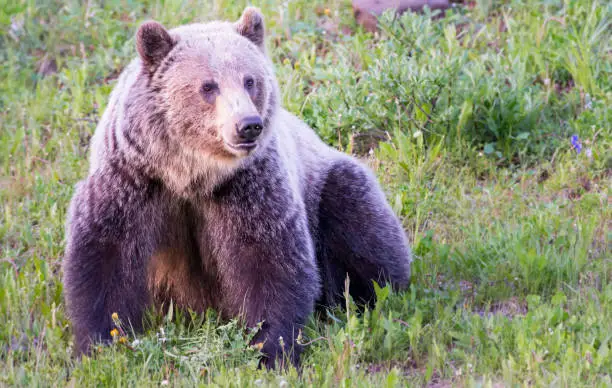 Grizzly bear in wilderness