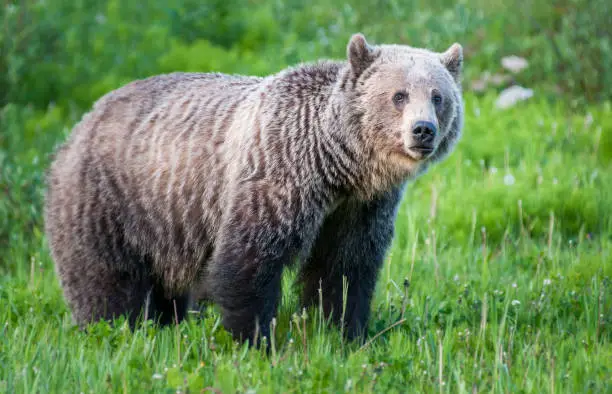 Grizzly bear in wilderness