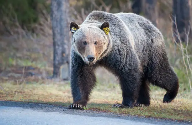 Grizzly bear in wilderness