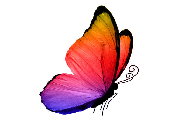 wings of a blue butterfly isolated on a white background