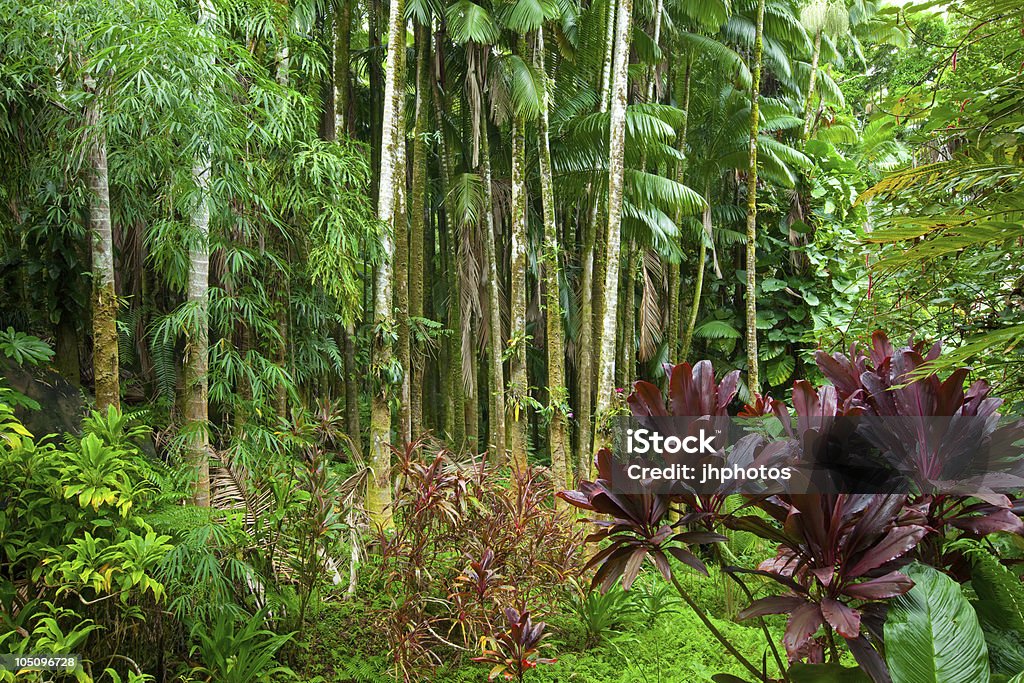 Lussureggiante foresta pluviale tropicale - Foto stock royalty-free di Affollato