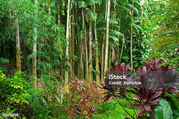 Lussureggiante Foresta Pluviale Tropicale - Fotografie stock e altre immagini di Affollato - Affollato, Albero, Ambientazione esterna