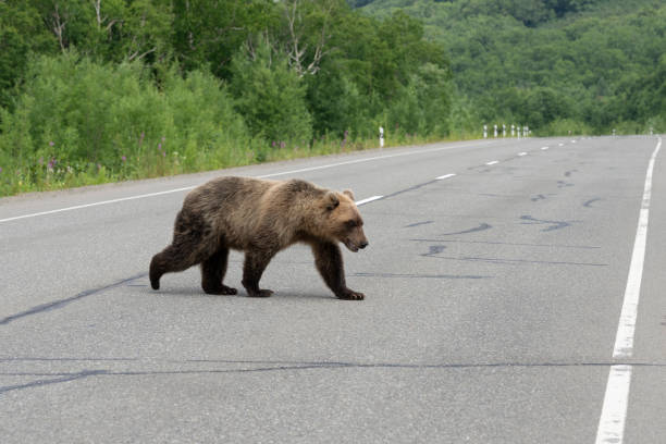Hungry Kamchatka brown bear walks along an asphalt road. Eurasia, Russian Far East, Kamchatka Peninsula.