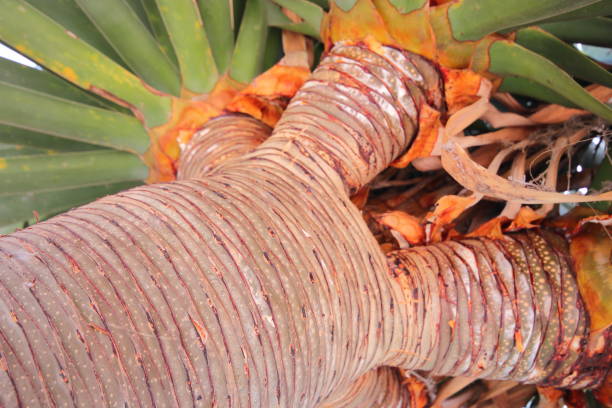 istock Dracaena draco, the Canary Islands dragon tree or drago 1050970096