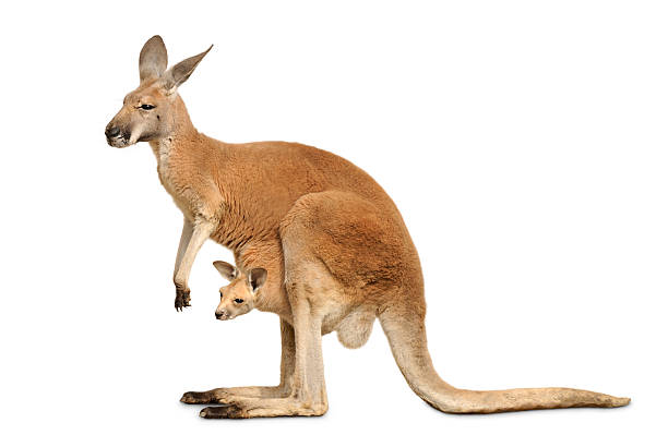 Isolated kangaroo with cute Joey Red kangaroo carrying a cute Joey, isolated on clean white kangaroo stock pictures, royalty-free photos & images