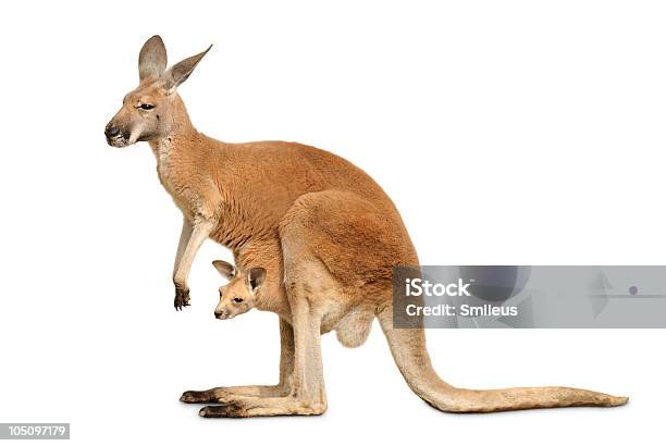 Foto de Canguru Isolado Com Joey Bonito e mais fotos de stock de Canguru - Canguru, Figura para recortar, Filhote de canguru