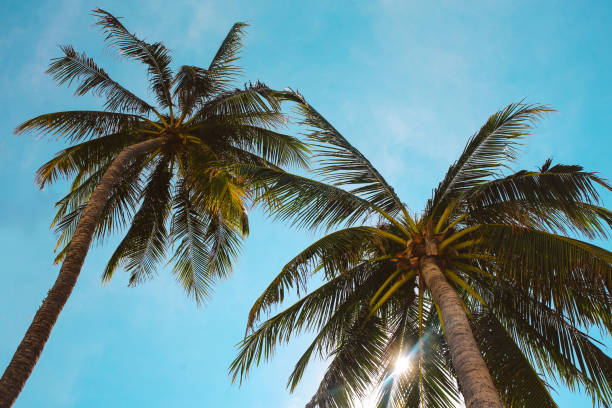 istock Palm trees on the Koh Phangan beach in Thailand 1050973052