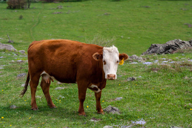 istock Cow in Pasture Looking at Camera 1050973470