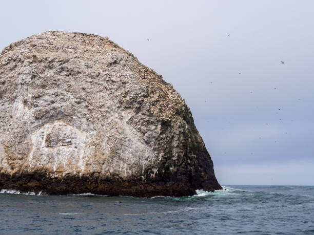 istock Farallon Islands View, Birds Nesting on Rocky Shore 1050973614