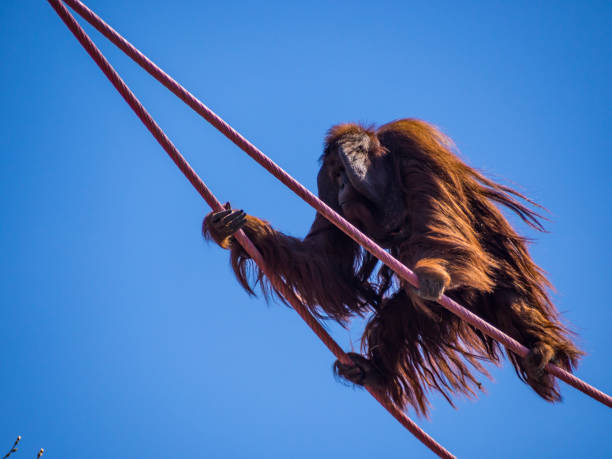Orangutan on Robes Against Blue Sky