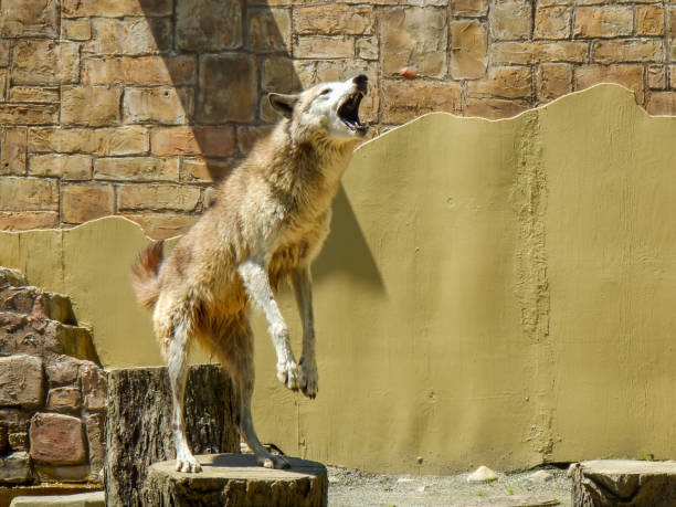 wolf für lebensmittel, zoo-tier, springen ausgebildet wolf - animal captivity building stock-fotos und bilder