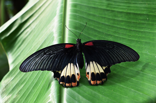 The Great Mormon butterfly on banana leaf , Red with white and orange color  stripe on black wing of tropical insects