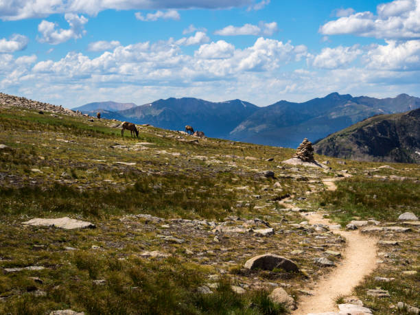 summit bergwanderweg, elch in wiese, continental divide trail, rocky-mountains-nationalpark - continental divide trail stock-fotos und bilder