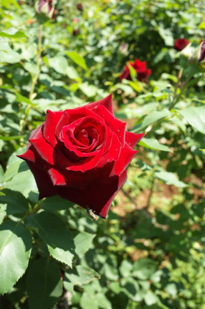 istock Rose - Dark Red 'Kuroshinju' 1050978766
