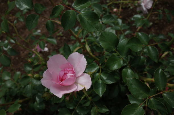 Rose - Faint Pink 'Bonica'82' stock photo
