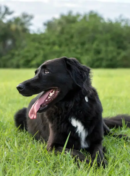 Mixed breed dog laying on the grass