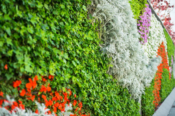 istock Plant walls, landscaping plants in summer. 1050987310