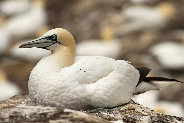 istock Nothern Gannet sitting on its nest 105099768