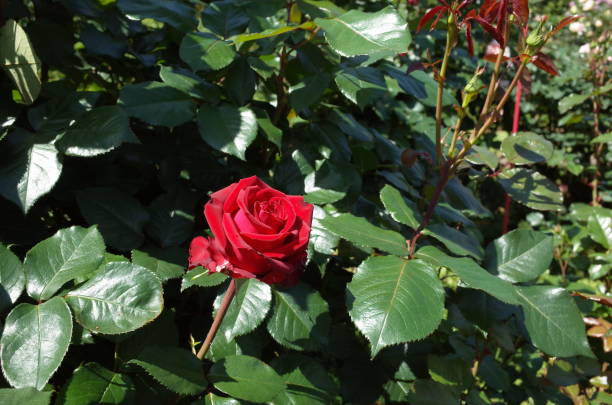 istock Rose - Dark Red 'Lavaglut' 1050999652