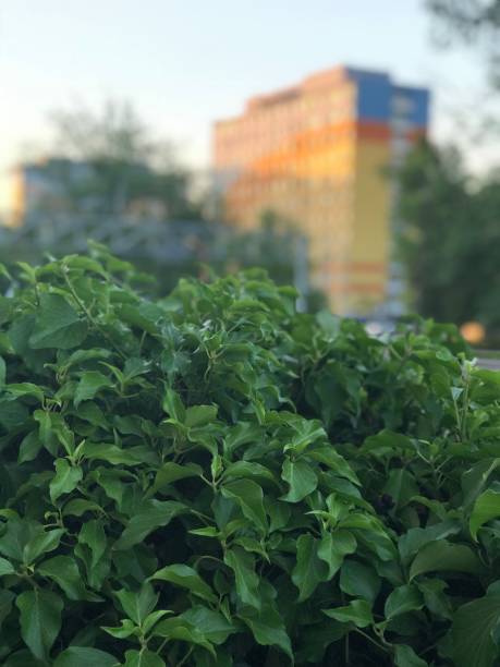 istock Vegetation decoration in the city 1051003214
